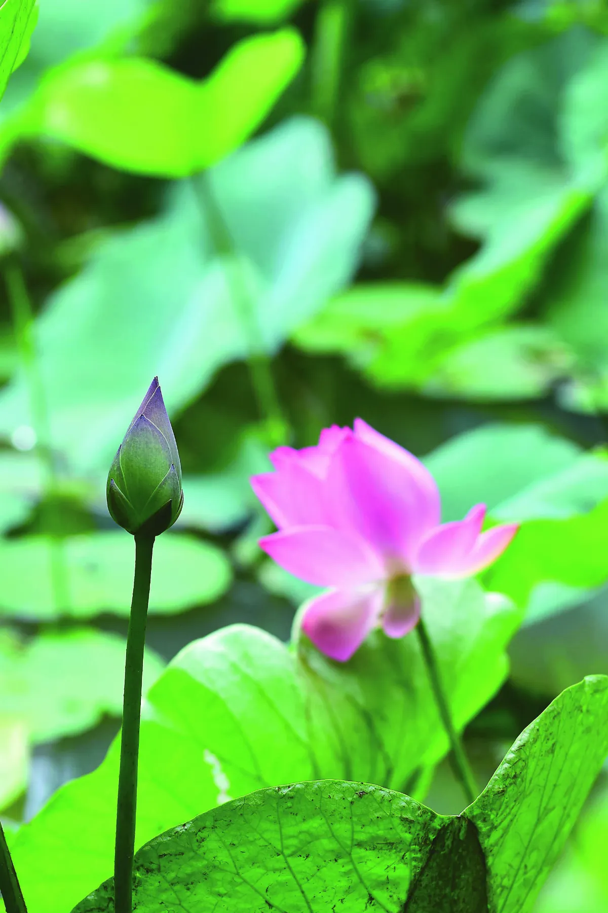 【紅塵禪煙】生處轉熟