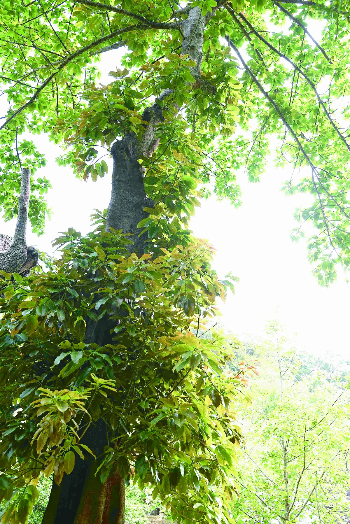 【植感時光】樹界急性子 雀榕的換裝秀