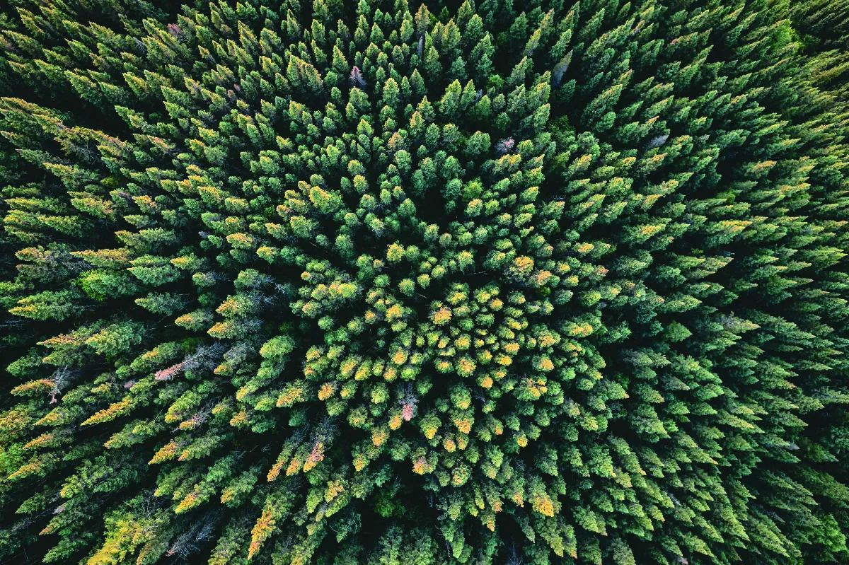 青藏古樹洩天機 氣候牽動政權更迭