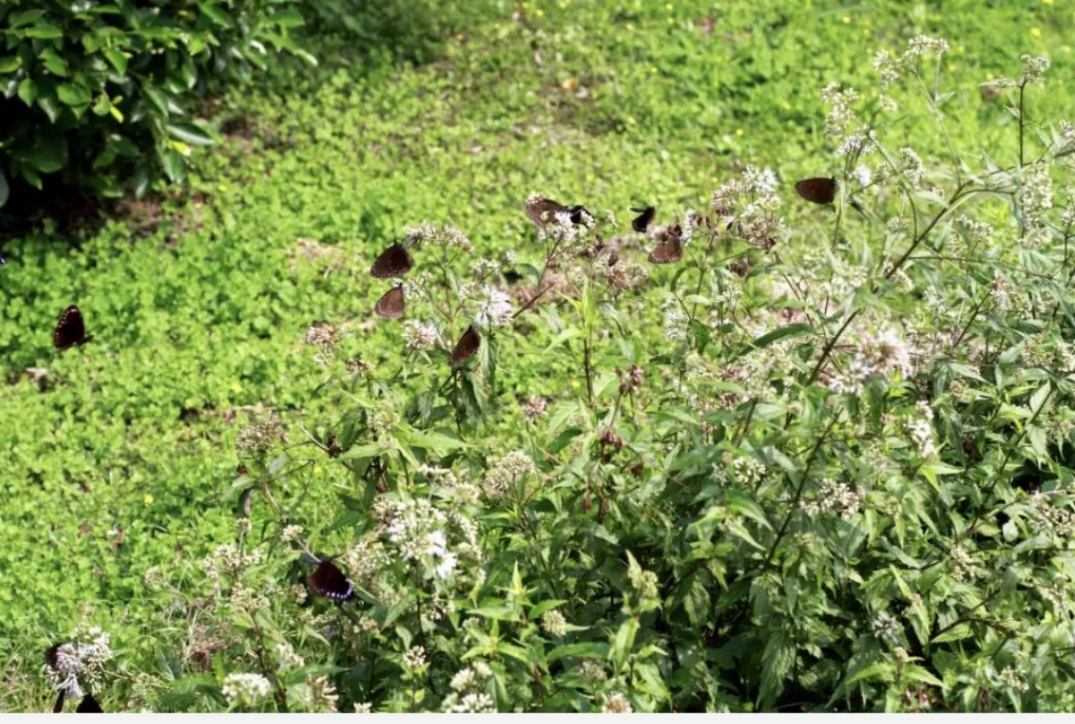 茂林132線音樂節 啟動茂林泡湯賞景聽美聲之旅