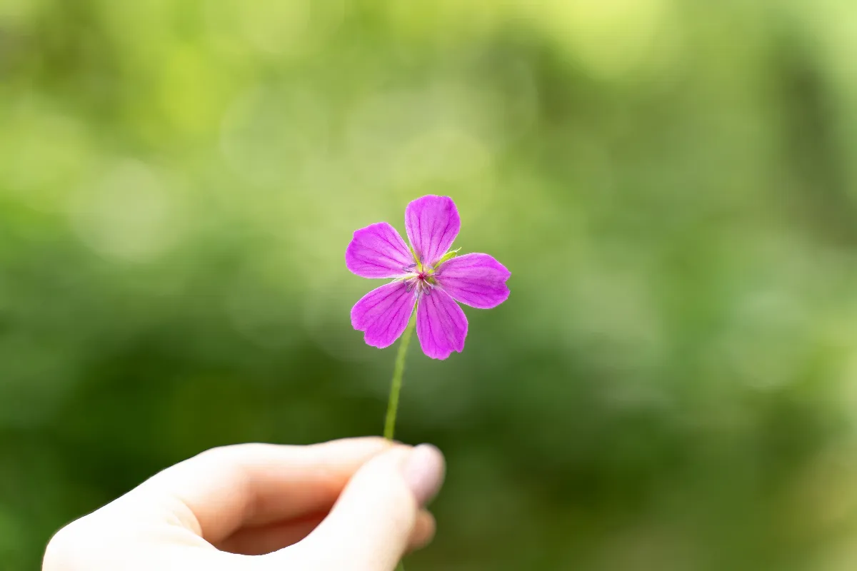 【詩】一朵無名的小野花