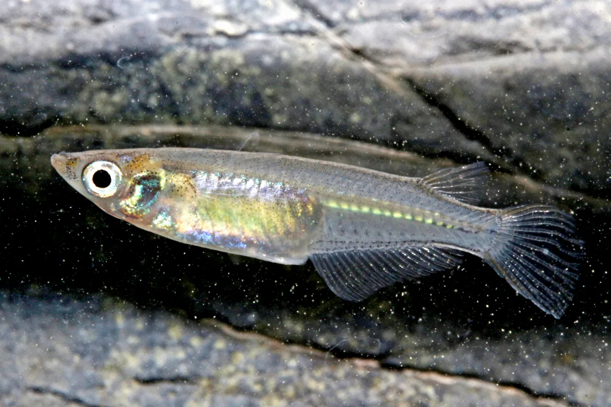溪流原生種弓背青鱂再發現 台灣生物多樣性再添新成就 