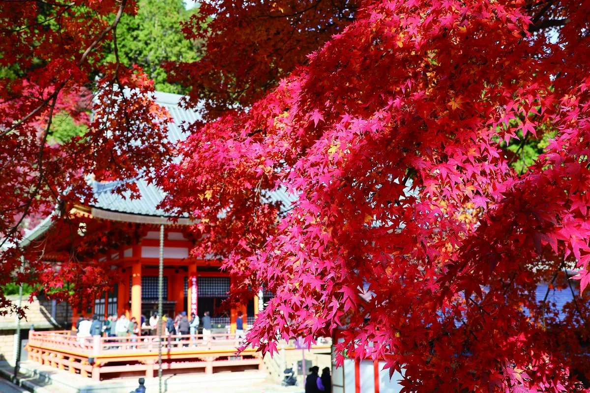 祈福．勝尾寺