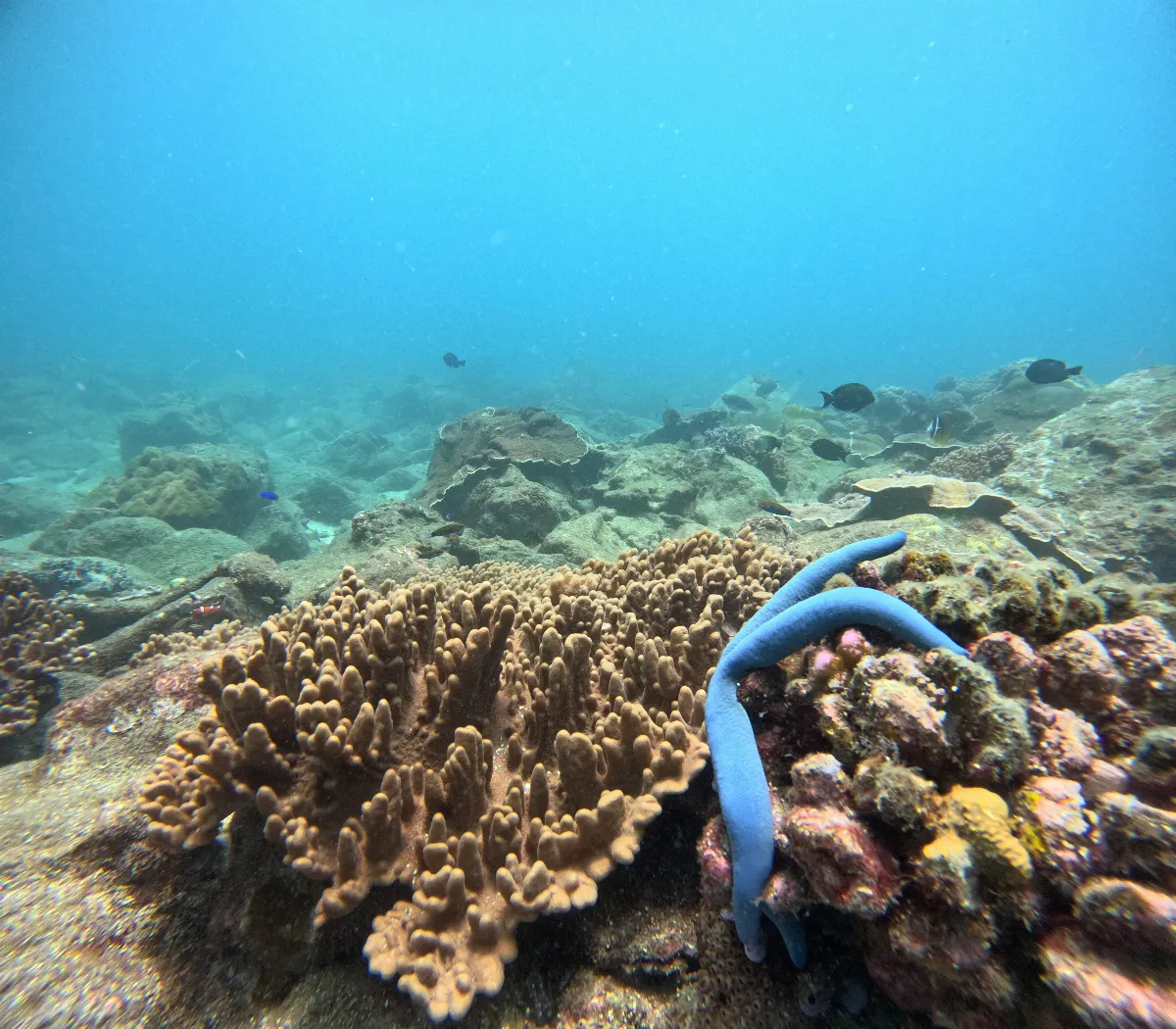 監測棘冠海星異常增生 公私協力守護珊瑚礁生態 