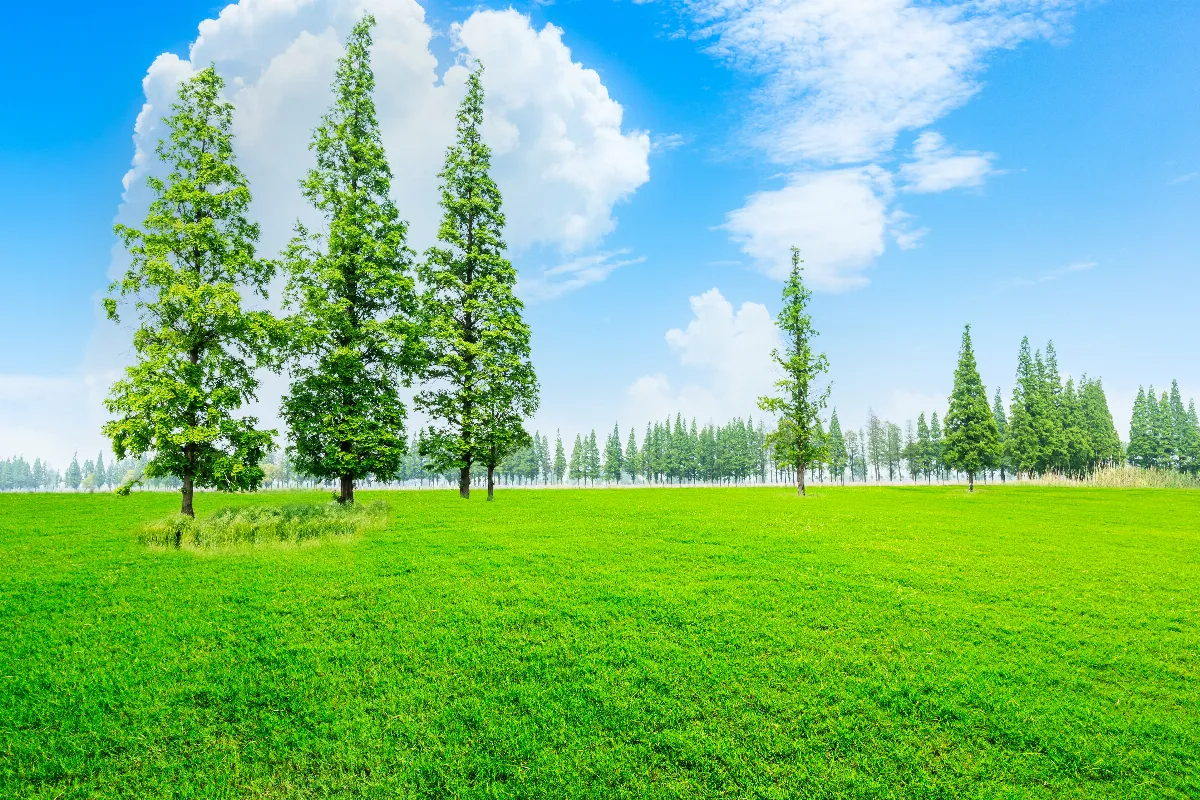【創作花園】綠色的生命力