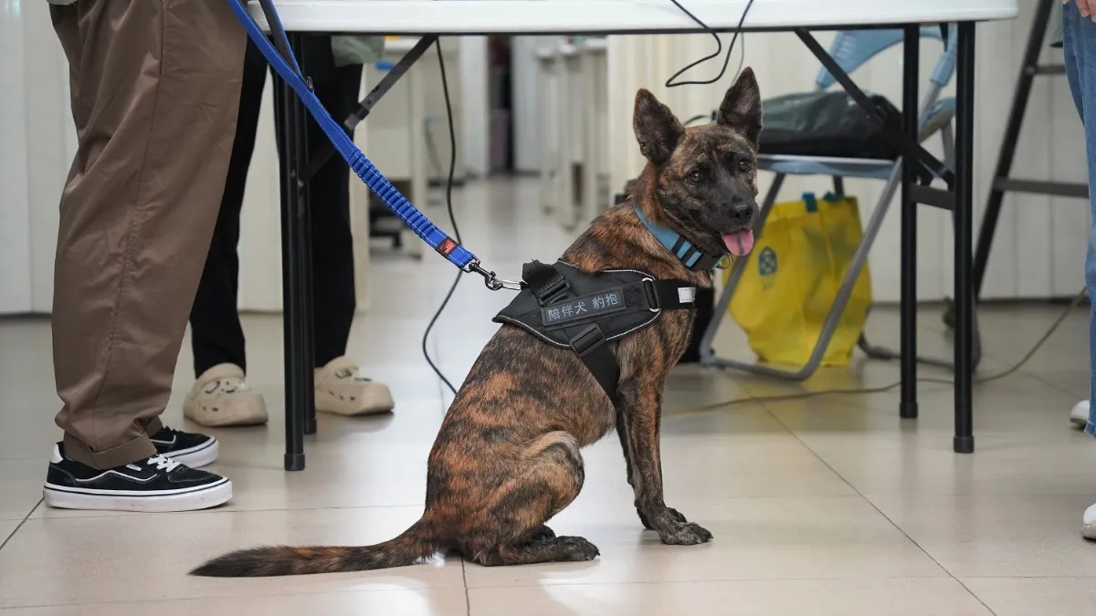 從街頭到心頭 浪犬化身陪伴犬讓長輩重拾笑容