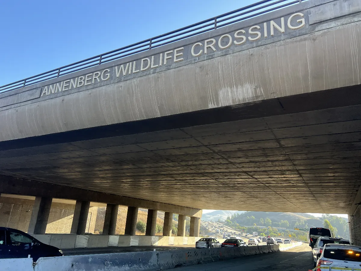 洛杉磯蓋全球最大動物天橋 幫瀕危美洲獅過馬路