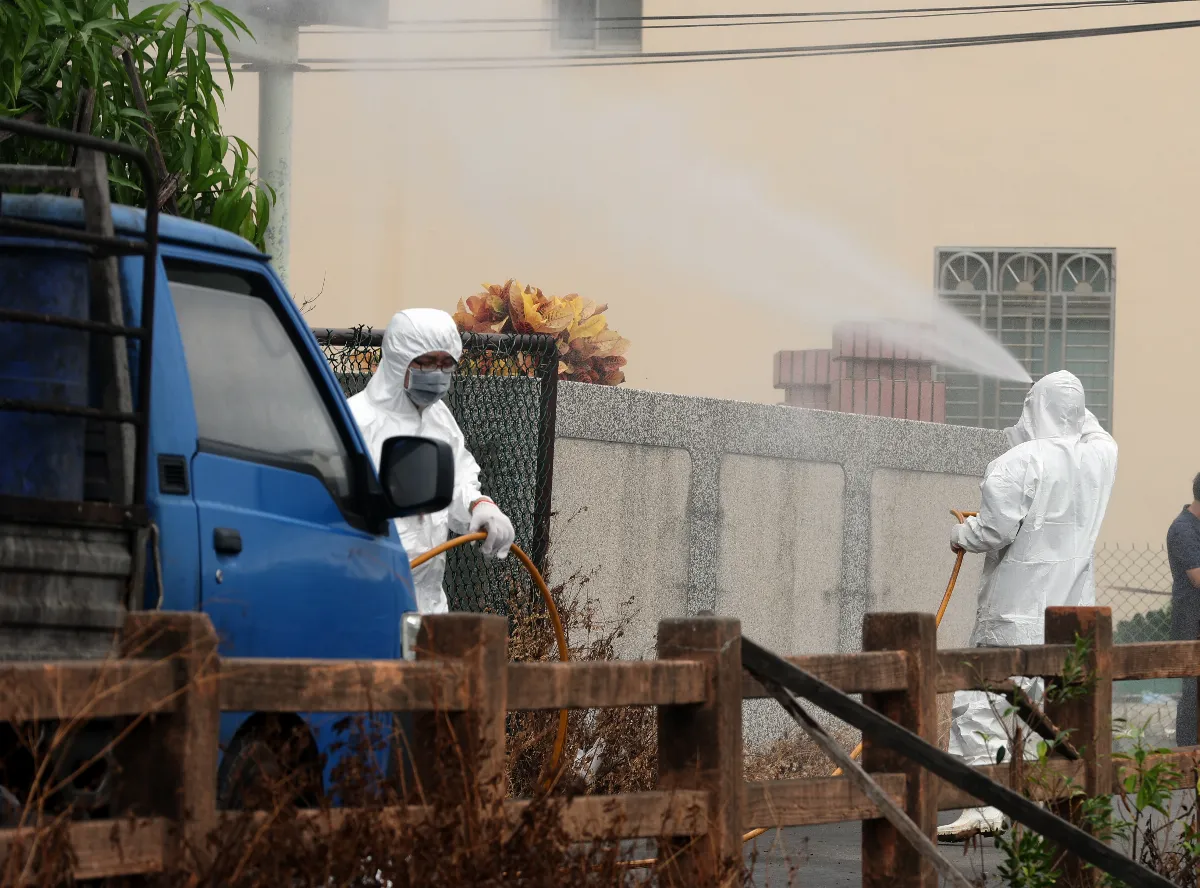 7年防堵破功  非洲豬瘟現蹤
