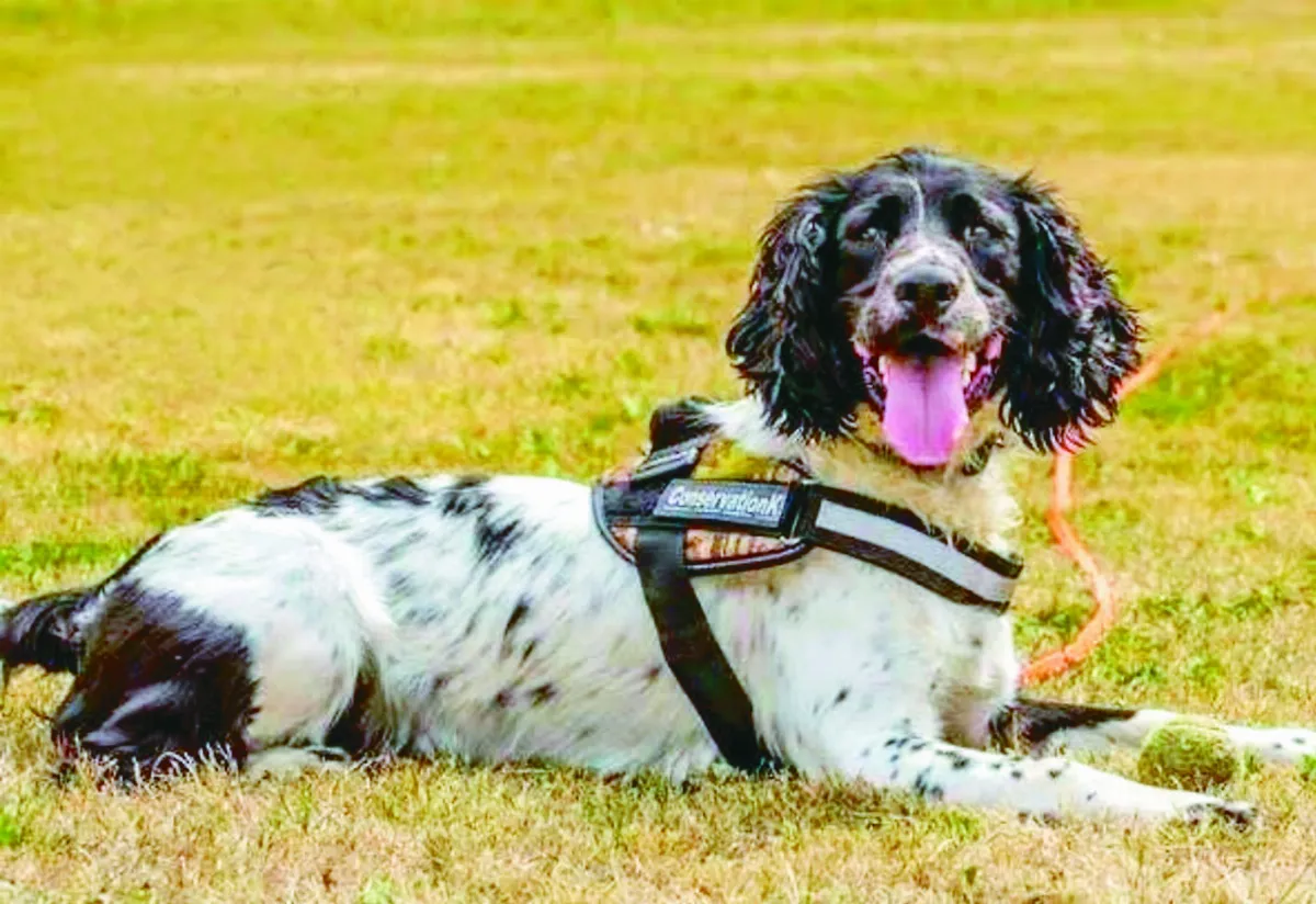 超級偵測犬 可嗅7氣味打擊盜獵
