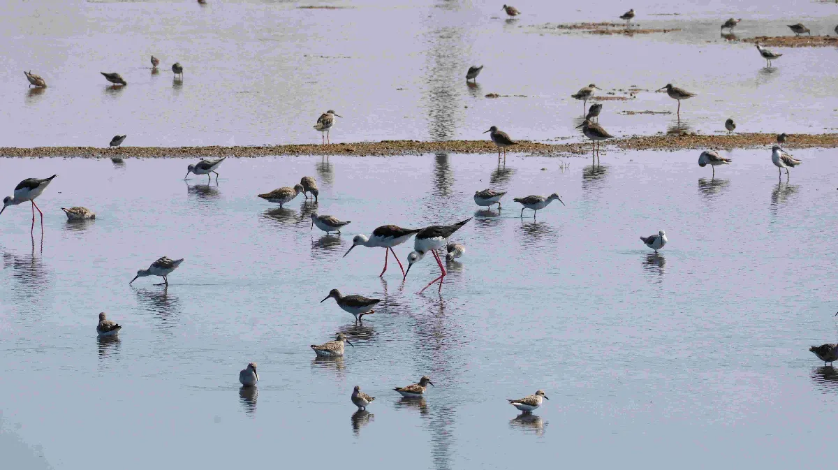 黑面琵鷺報到 國際觀鳥馬拉松起跑