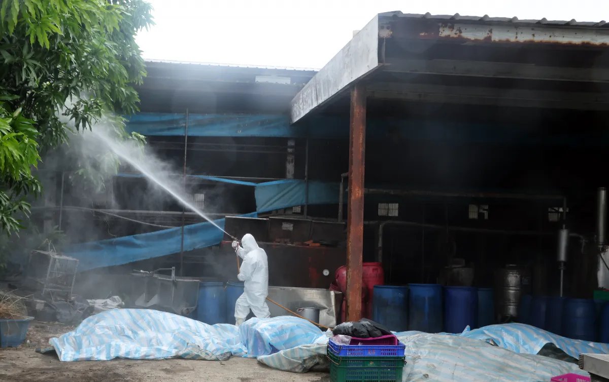 彰化1養豬場爆有死豬急送驗 估明後天結果出爐