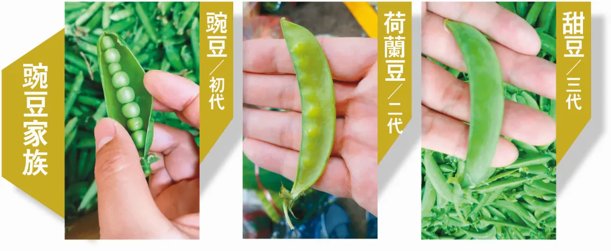 【賣菜郎說菜經】豌豆家族123