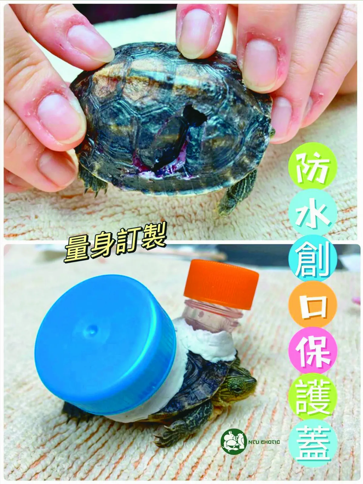 排結石 修裂殼 龜事特別多