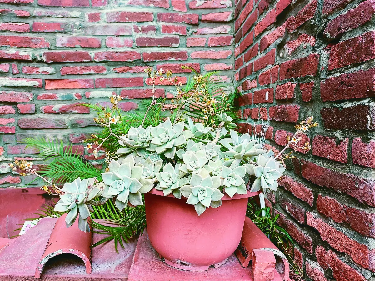 【植然日常】朱牆石蓮花
