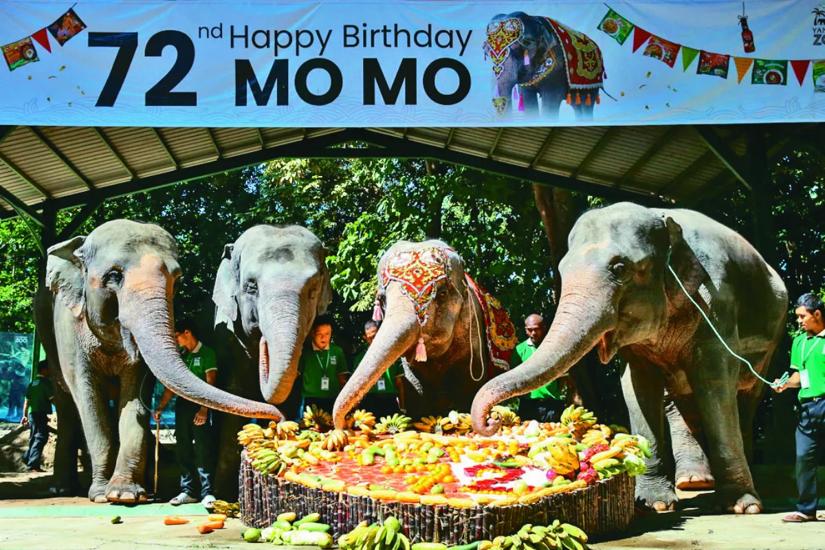 緬甸72歲象慶生