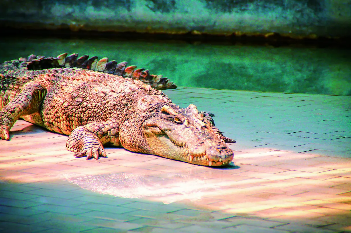 太陽決定鱷魚性別
