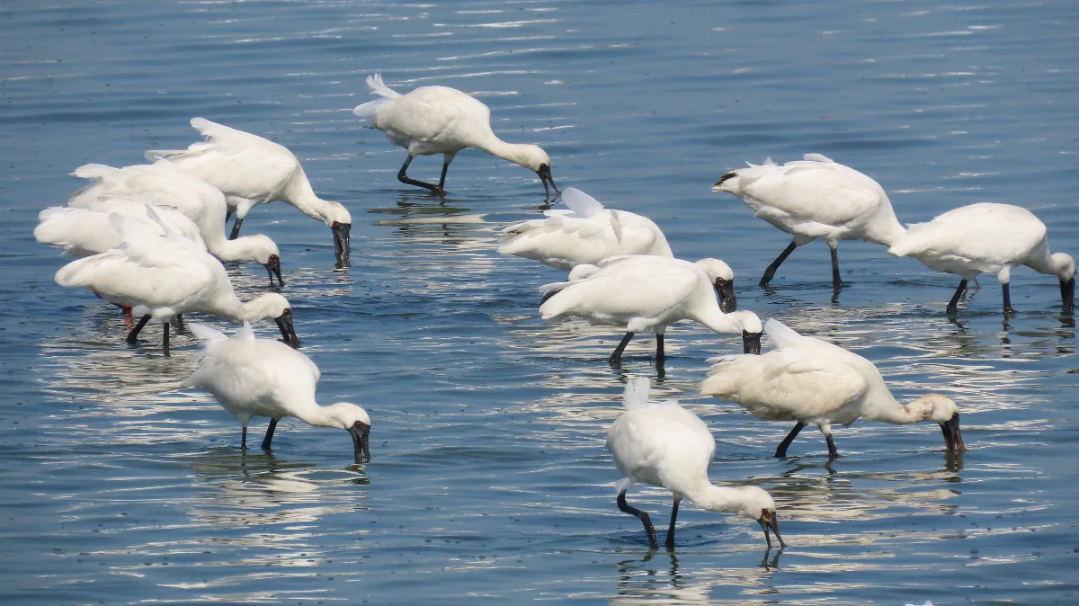 黑面琵鷺報到 嘉南各推賞鳥攻略