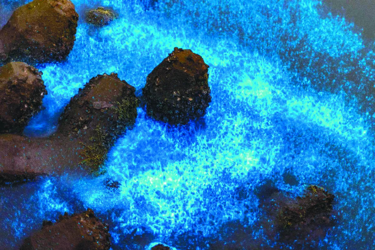 追台南藍眼淚 別留下垃圾