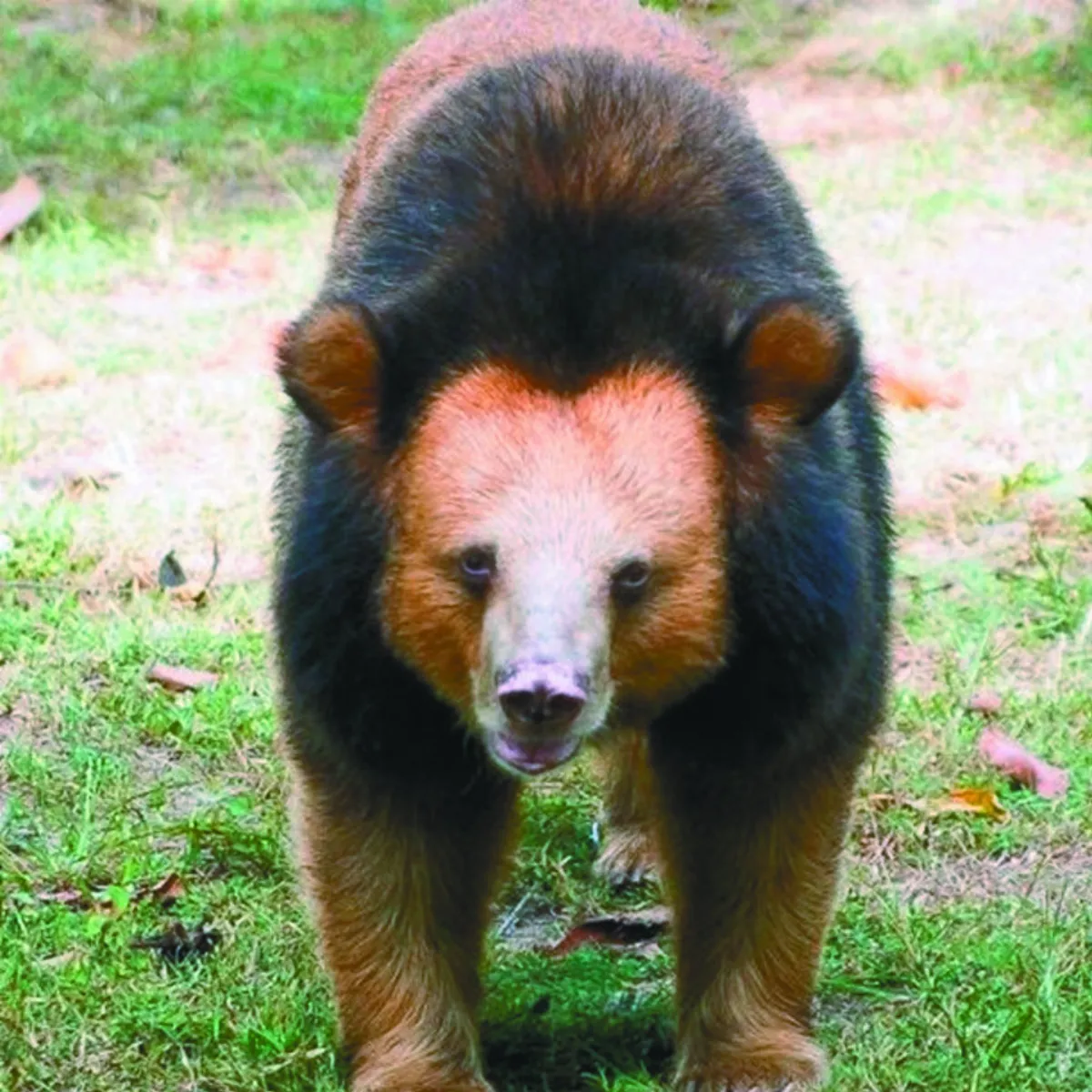 神祕金色月熊  罕見雨林巨獸