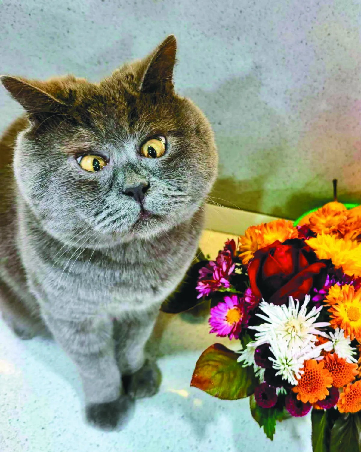 鬥雞眼喵星人  從浪浪變網紅