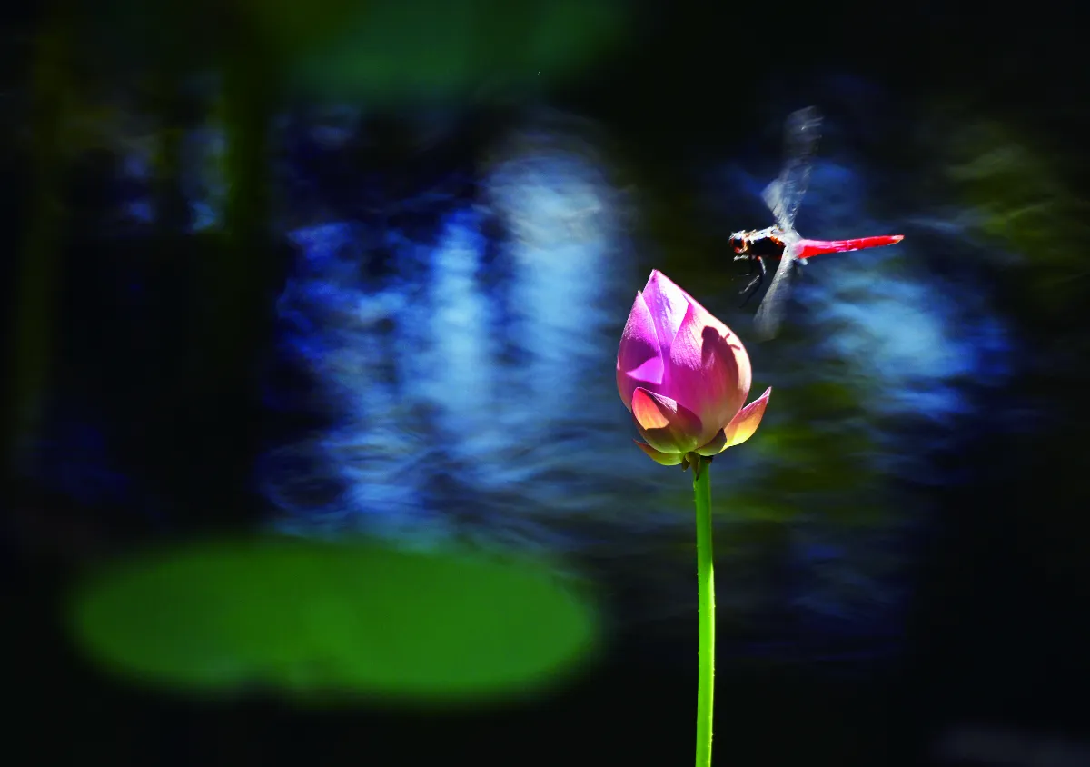 【遇見荷】呼喚你的名字