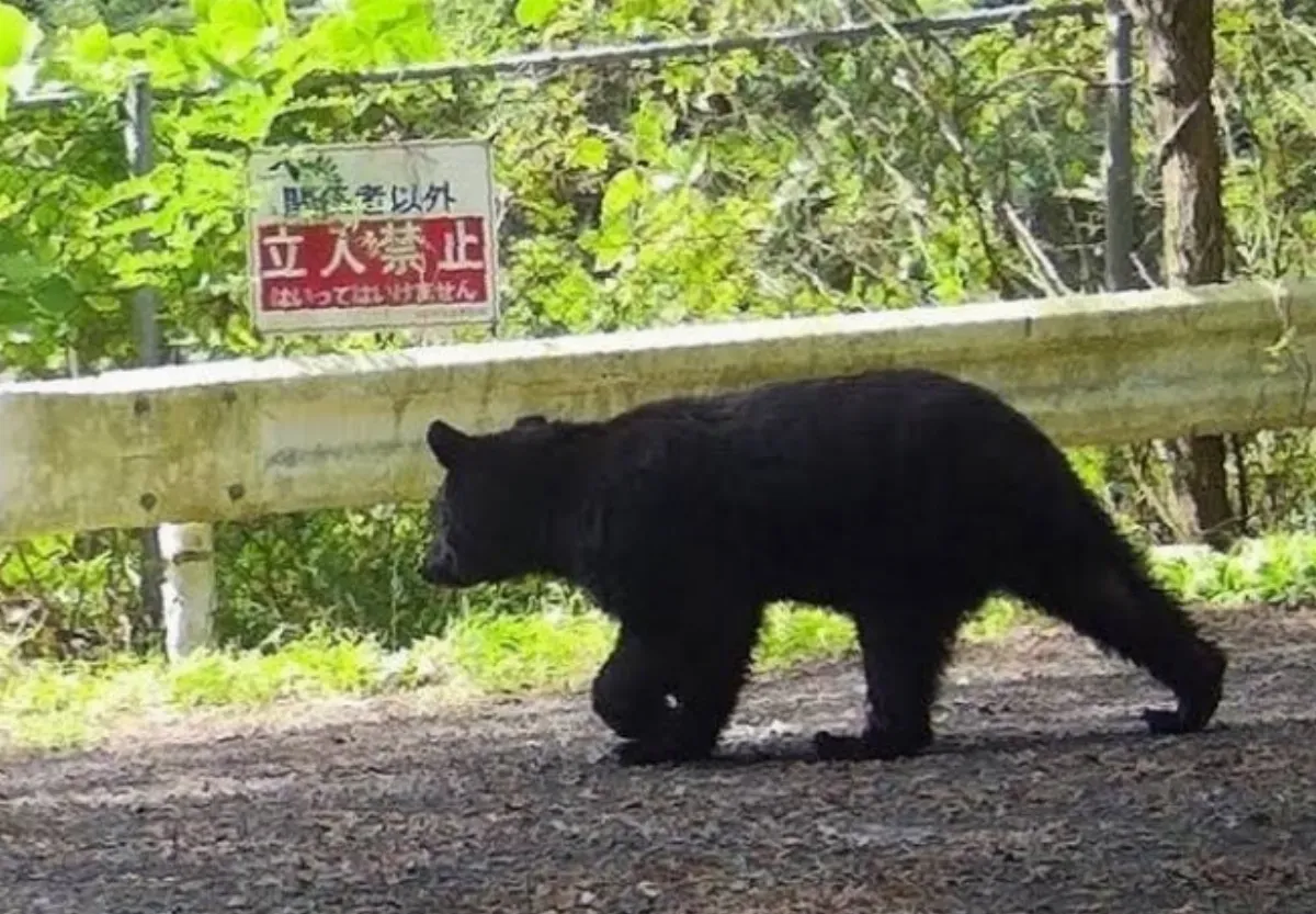 日本多地熊出沒襲擊 影響旅遊意願