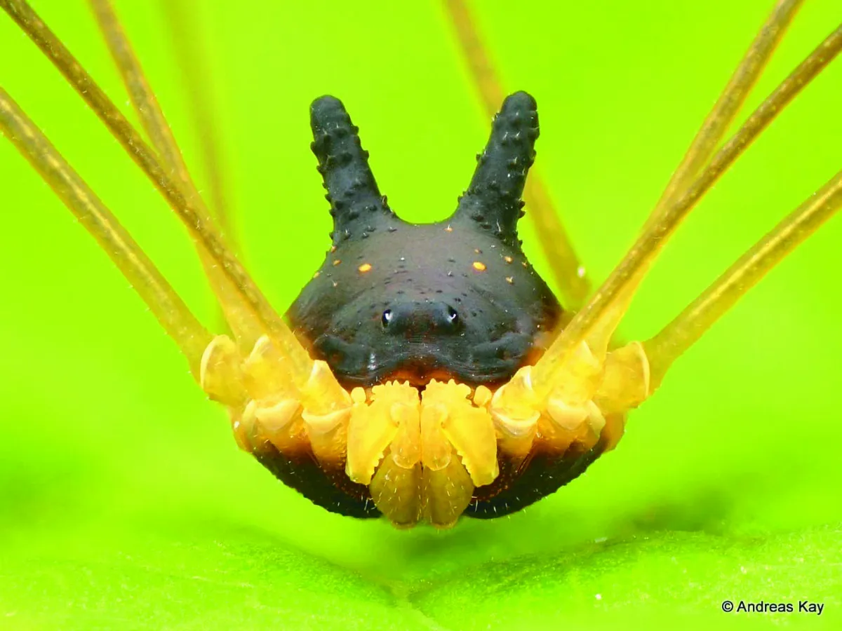 亞馬遜雨林動物奧祕