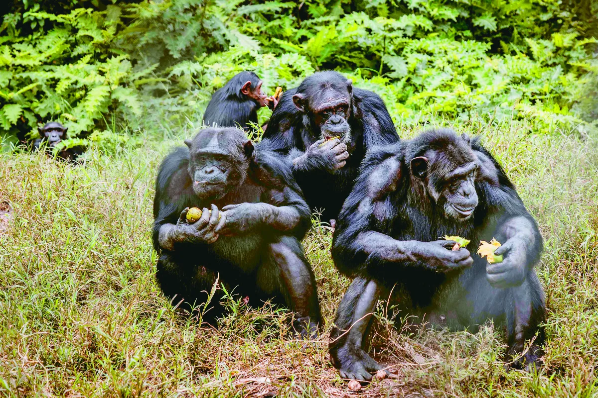 黑猩猩親子 發展獨家手勢暗號