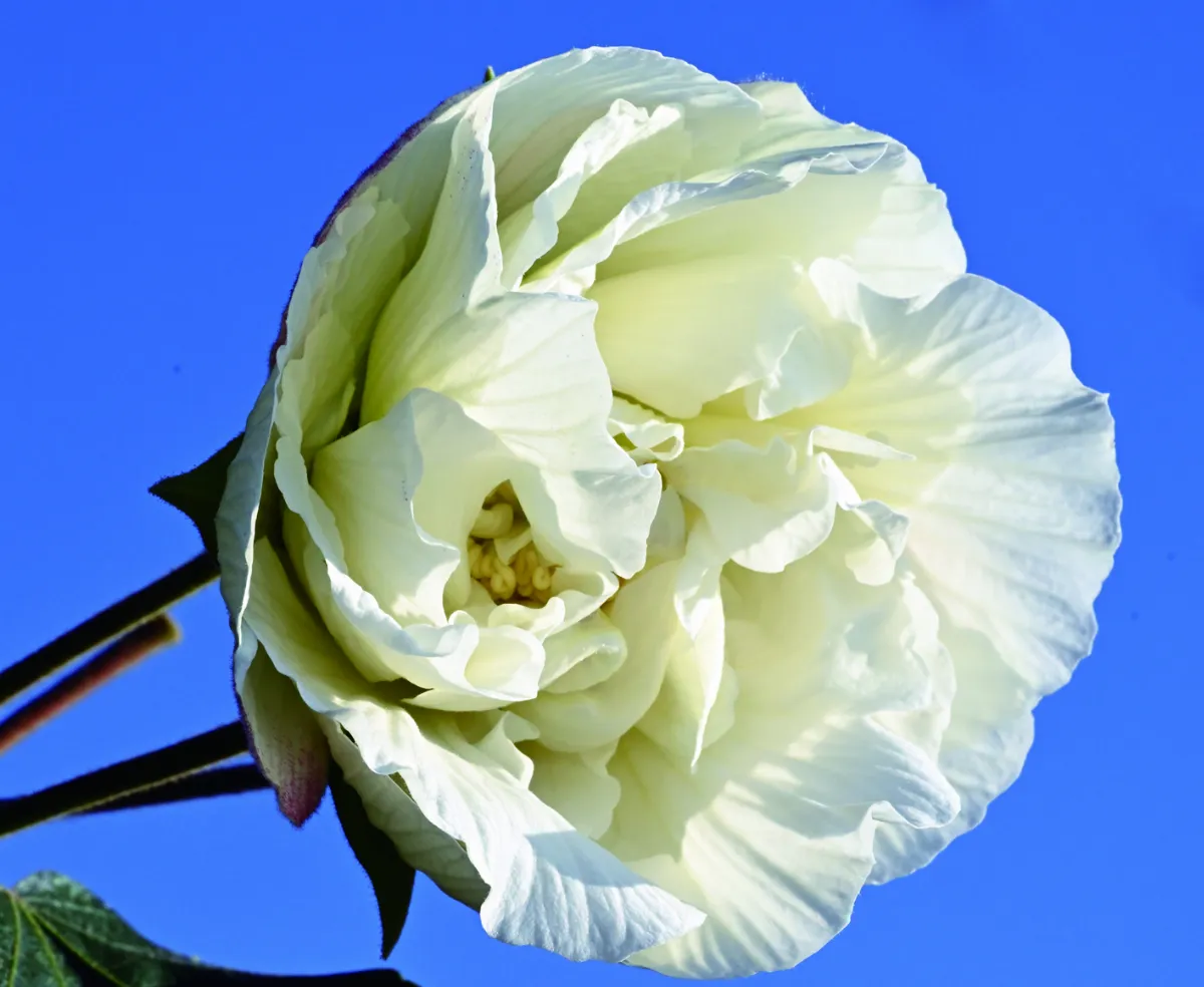 【植感時光】花色流轉 驚豔重瓣木芙蓉