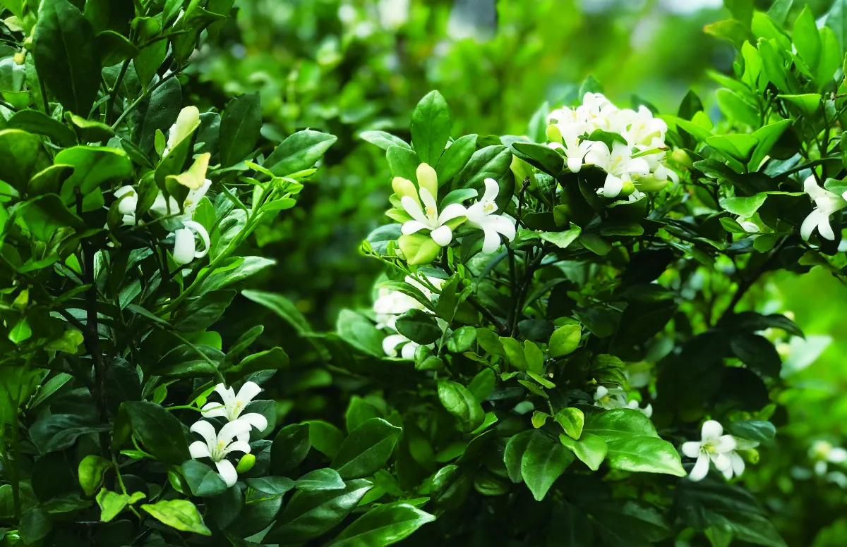【十步芳草】花開七里香