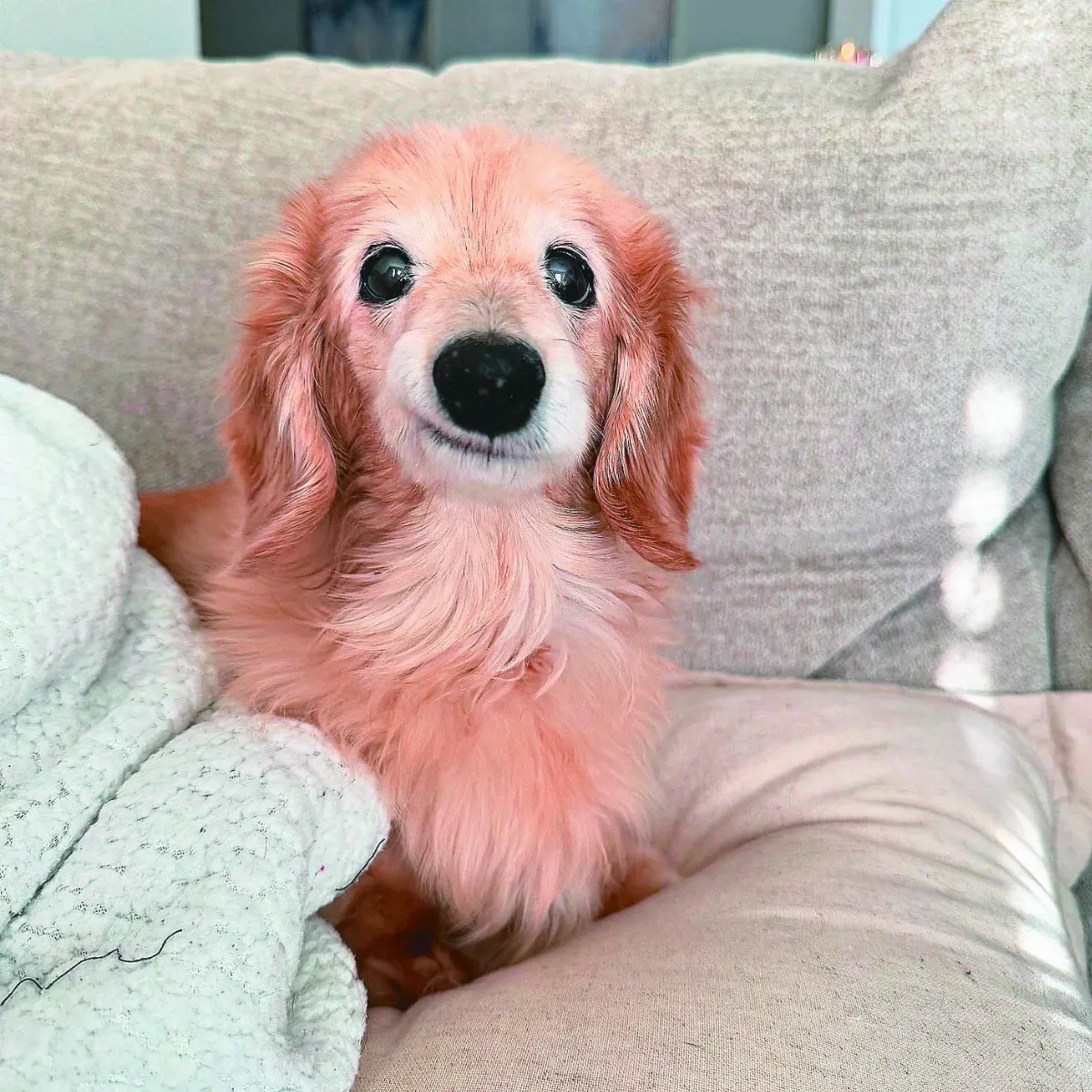 臘腸犬歪嘴笑容  愈老愈可愛