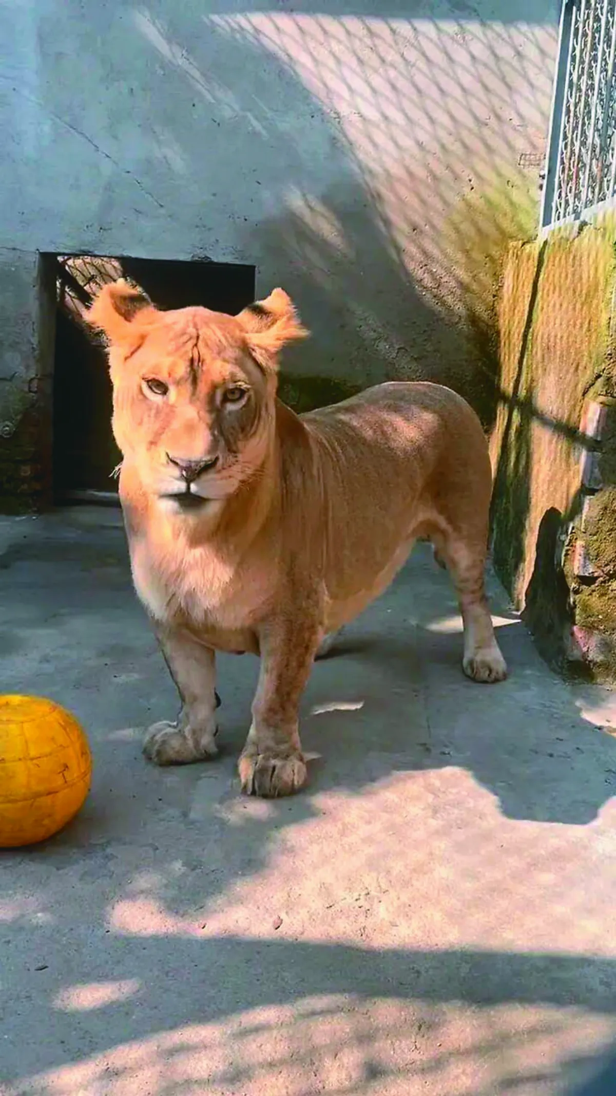 動物園柯基獅  短腿反差萌爆紅