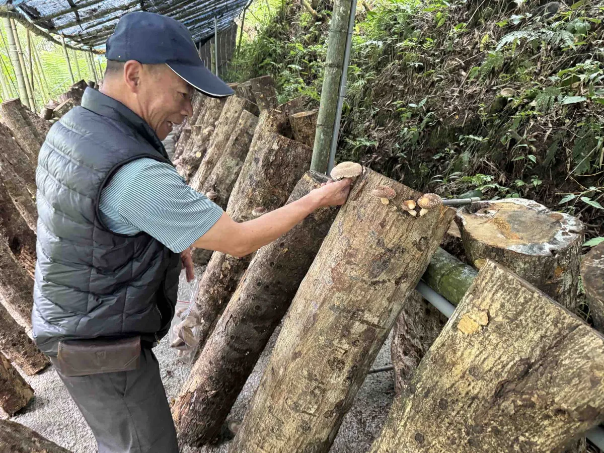 林下經濟授證啟動 創山村與森林共好