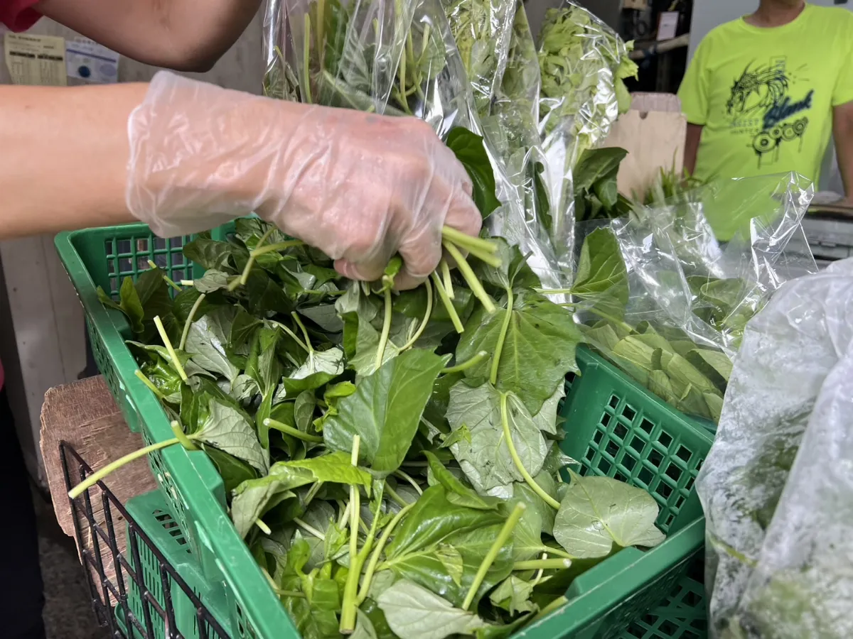 地瓜葉營養高 醫叮嚀不是怎麼吃都健康