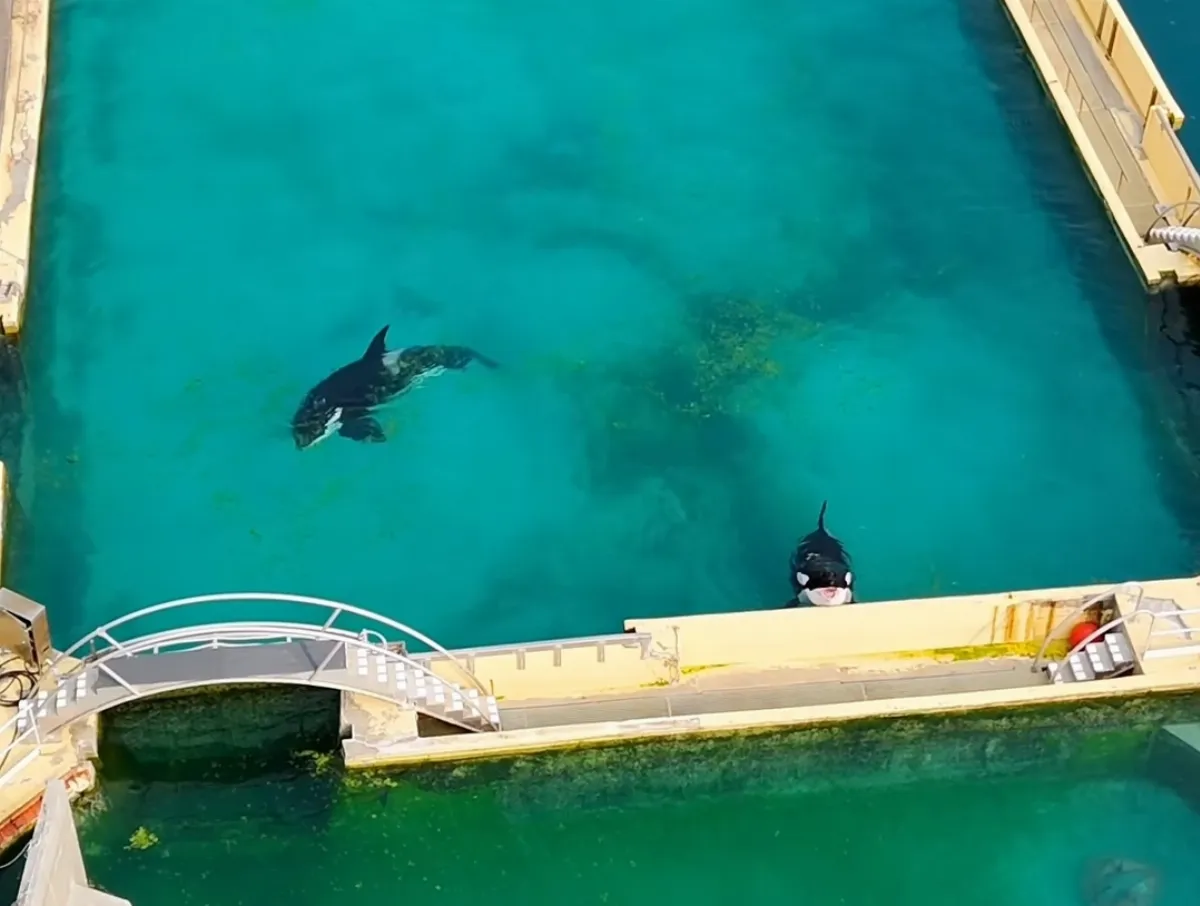坎城水族館閉園 鯨豚留置惡劣環境引關注