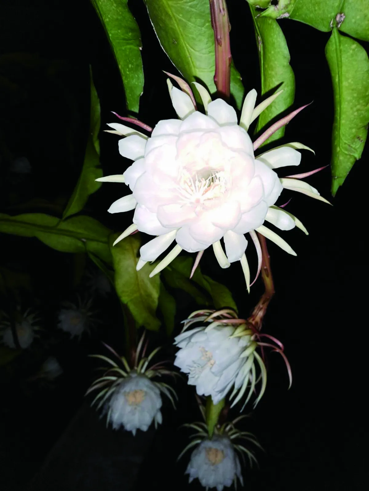 【人間小品】等一朵花開    