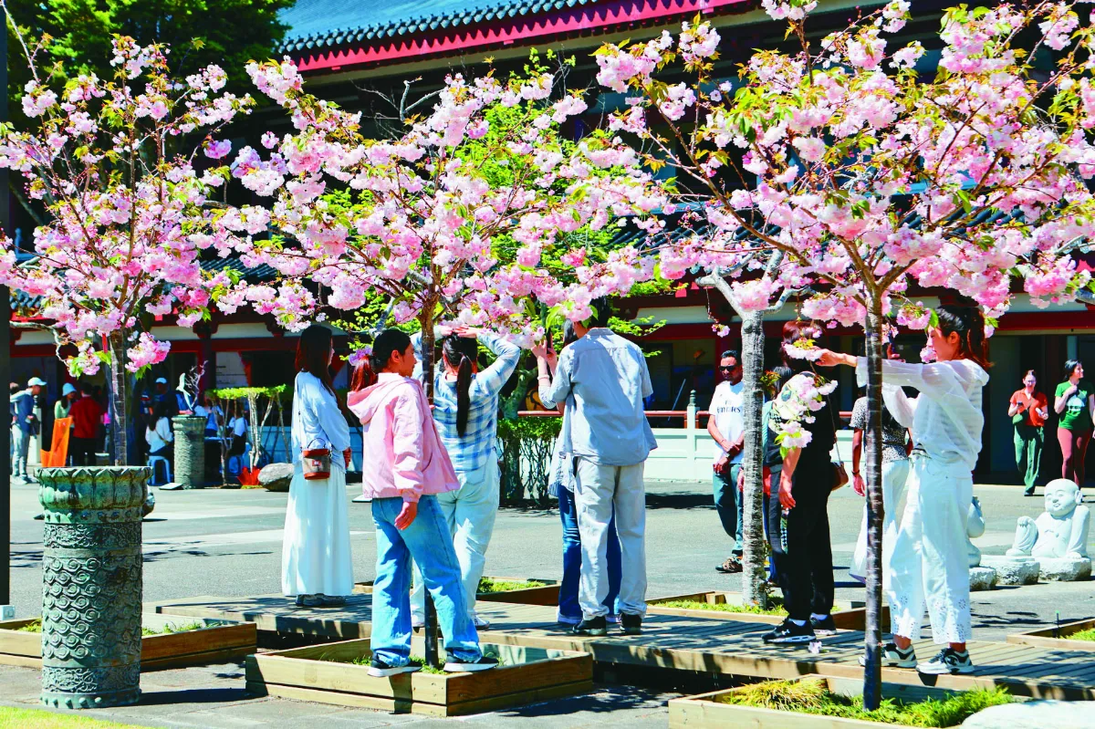 紐西蘭北島佛光山櫻花節 逾2千人體驗佛教文化