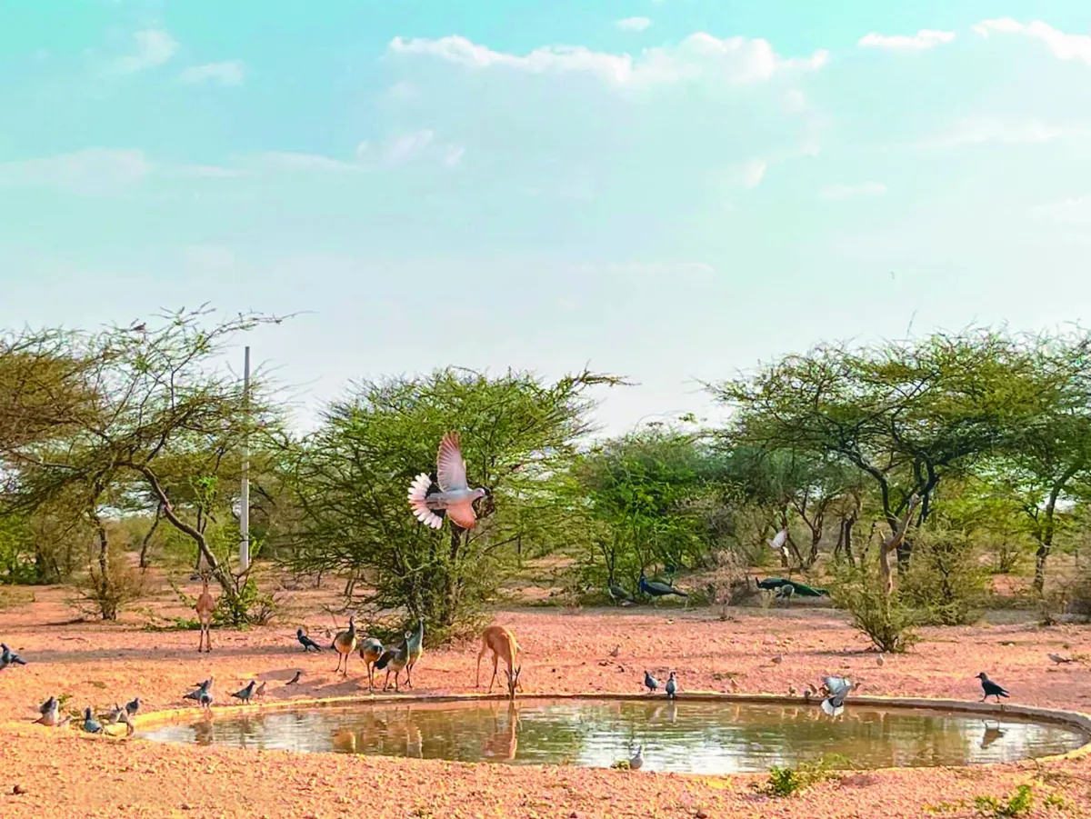 攝影師造池塘 重建沙漠生機