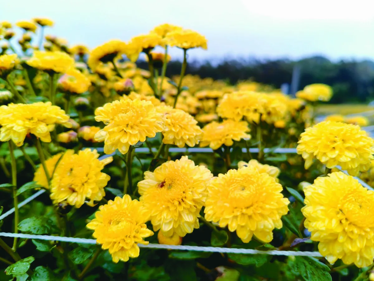 迎銅鑼杭菊季