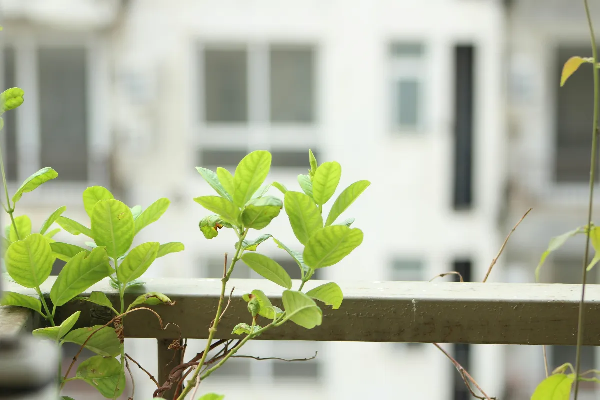 【植物情緣】我家守護樹