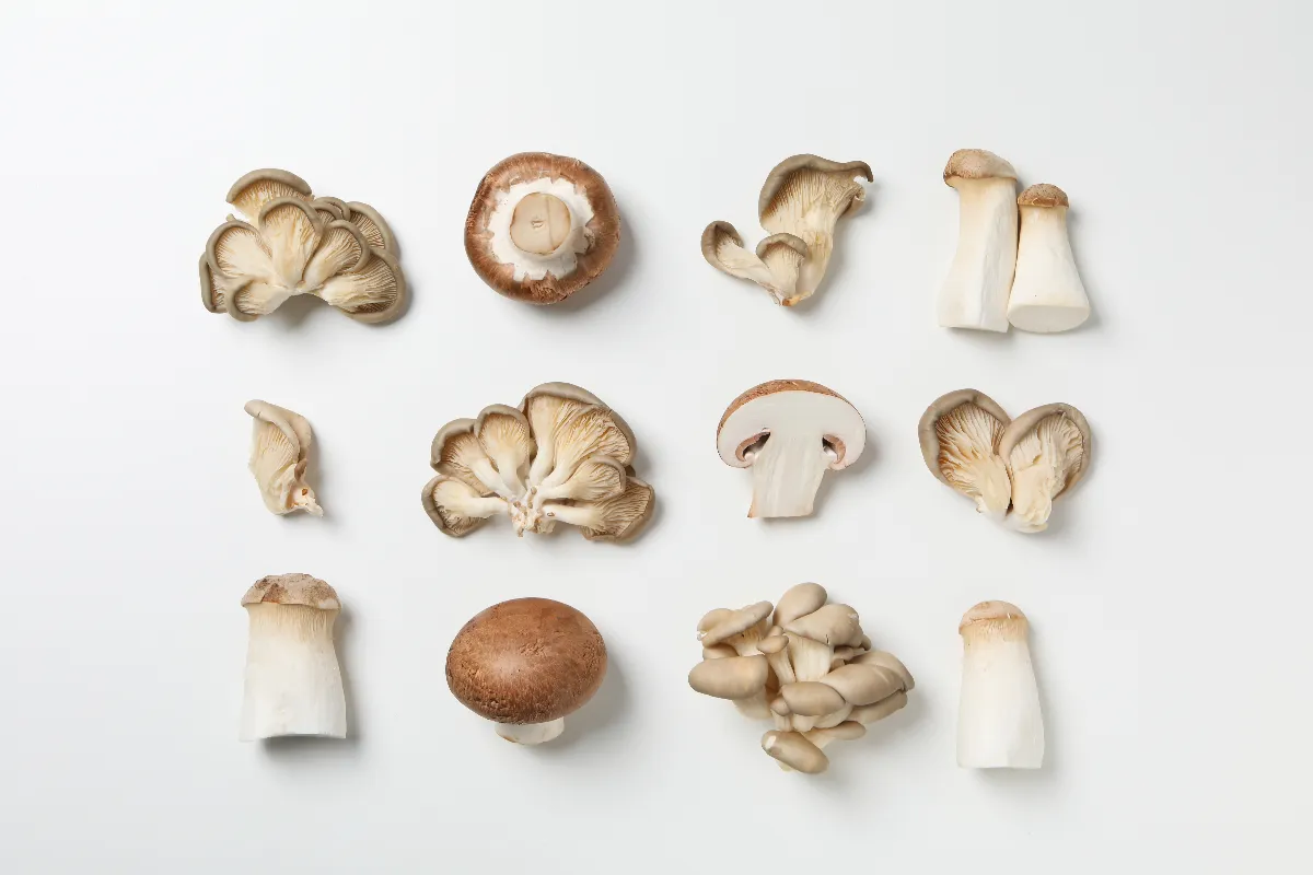 菇類好難放? 營養師教最佳保存法