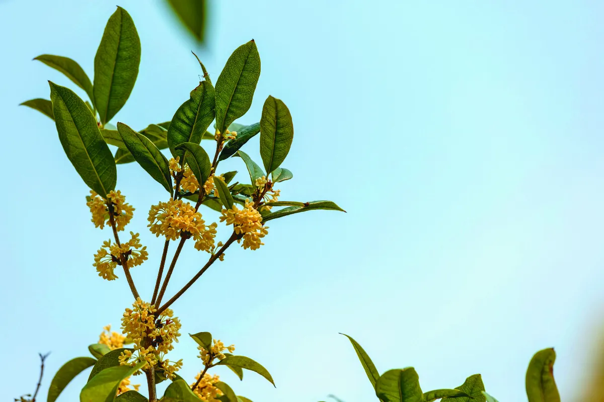 【景物依舊】宋代種下的一棵桂花樹
