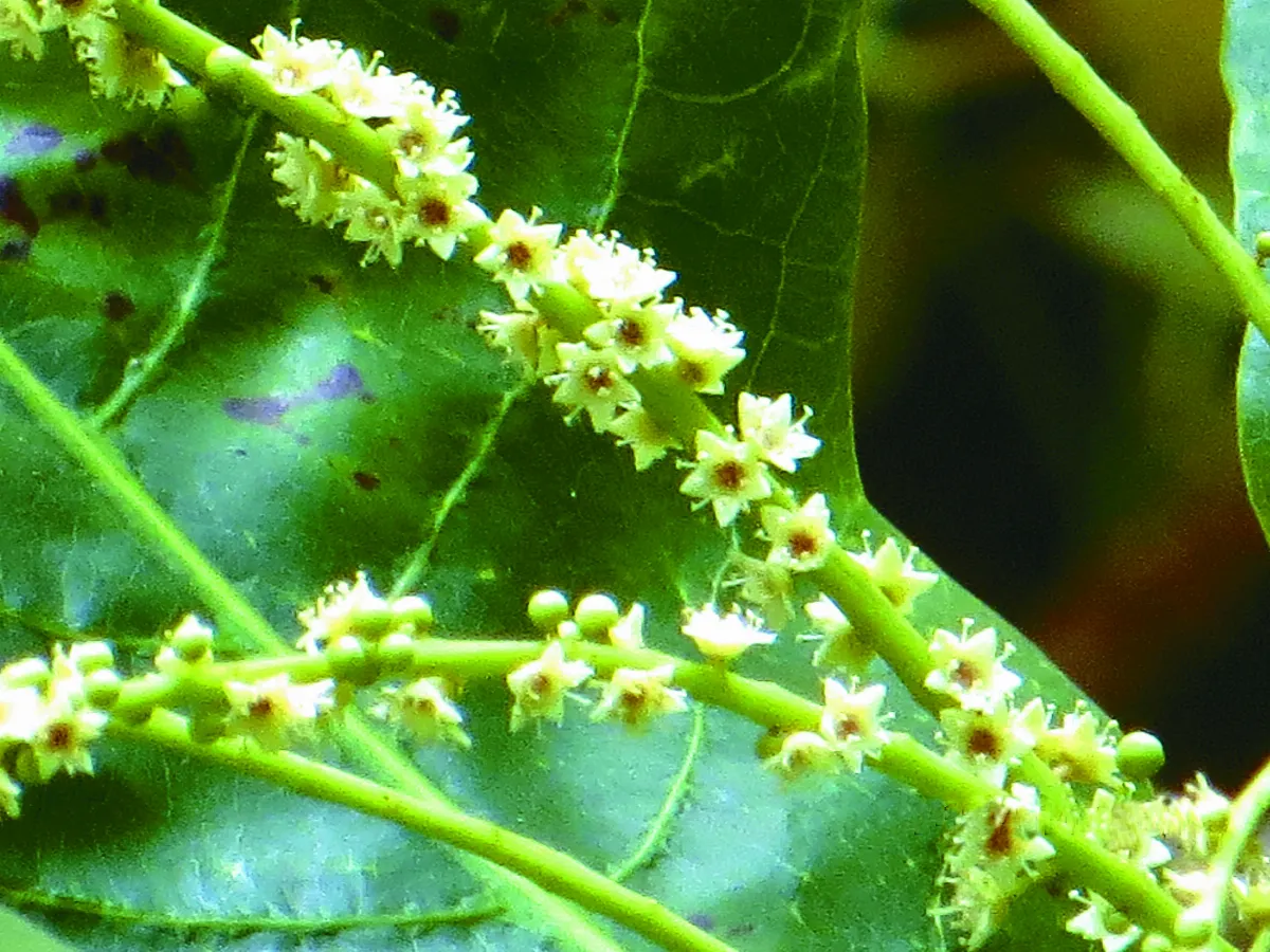 【草木堪為友】大葉欖仁 葉子像羽扇