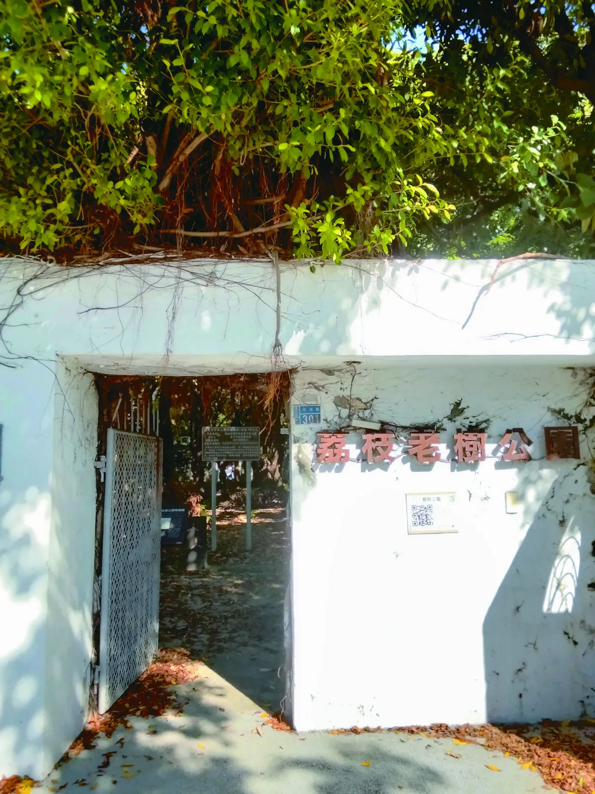 【綠意秘境】百年荔枝樹下的北屯老樹公園