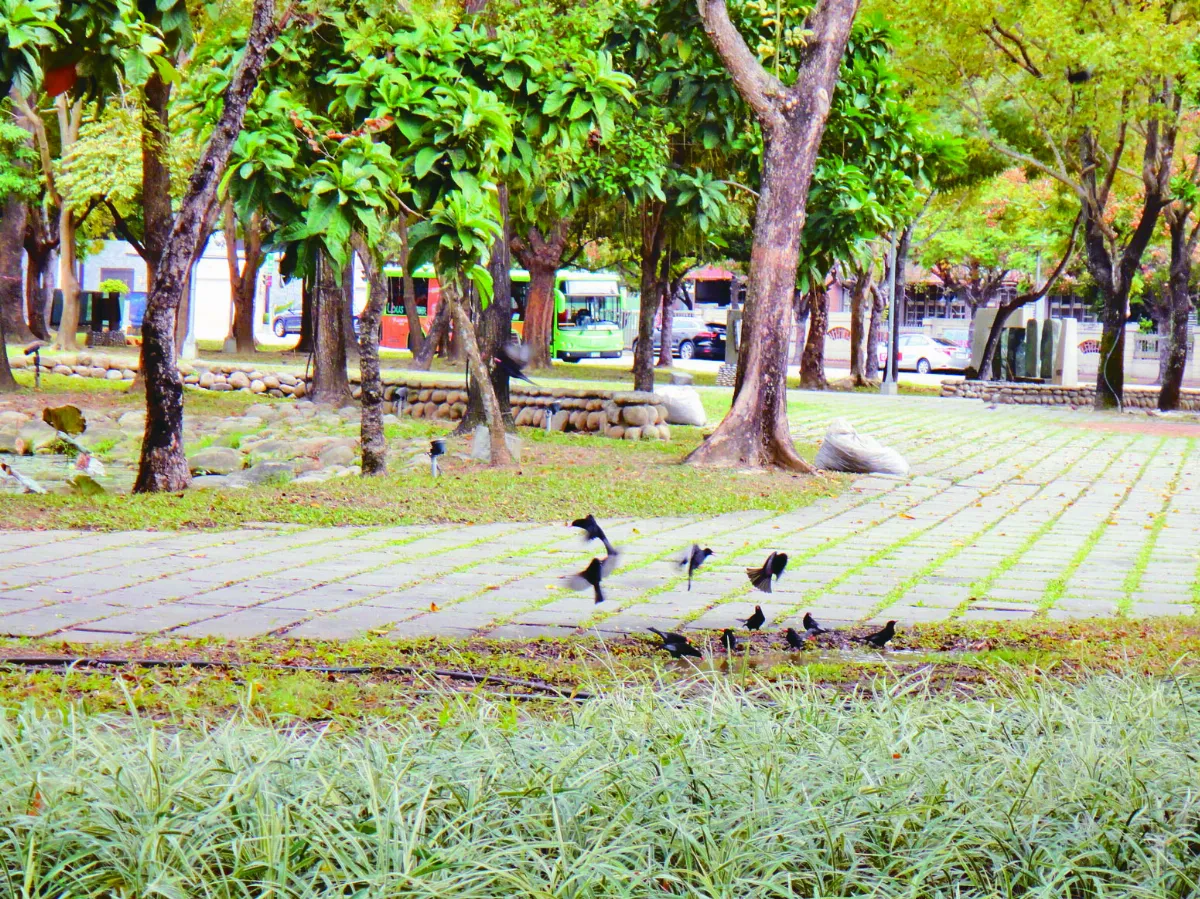 賞八哥 憶鳥飲水往事