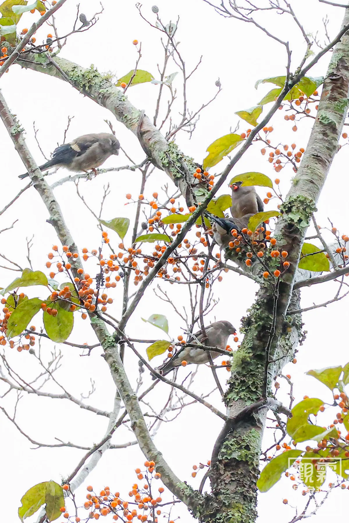 「新年數鳥嘉年華」元旦登場　號召全民走入山林響應賞鳥行動