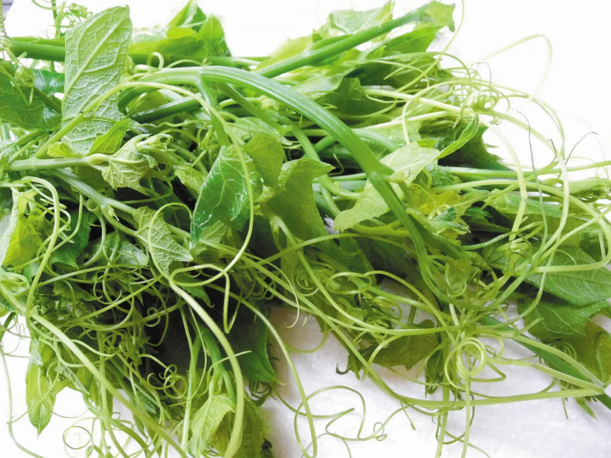 【食說新語】龍鬚翠映玉連環