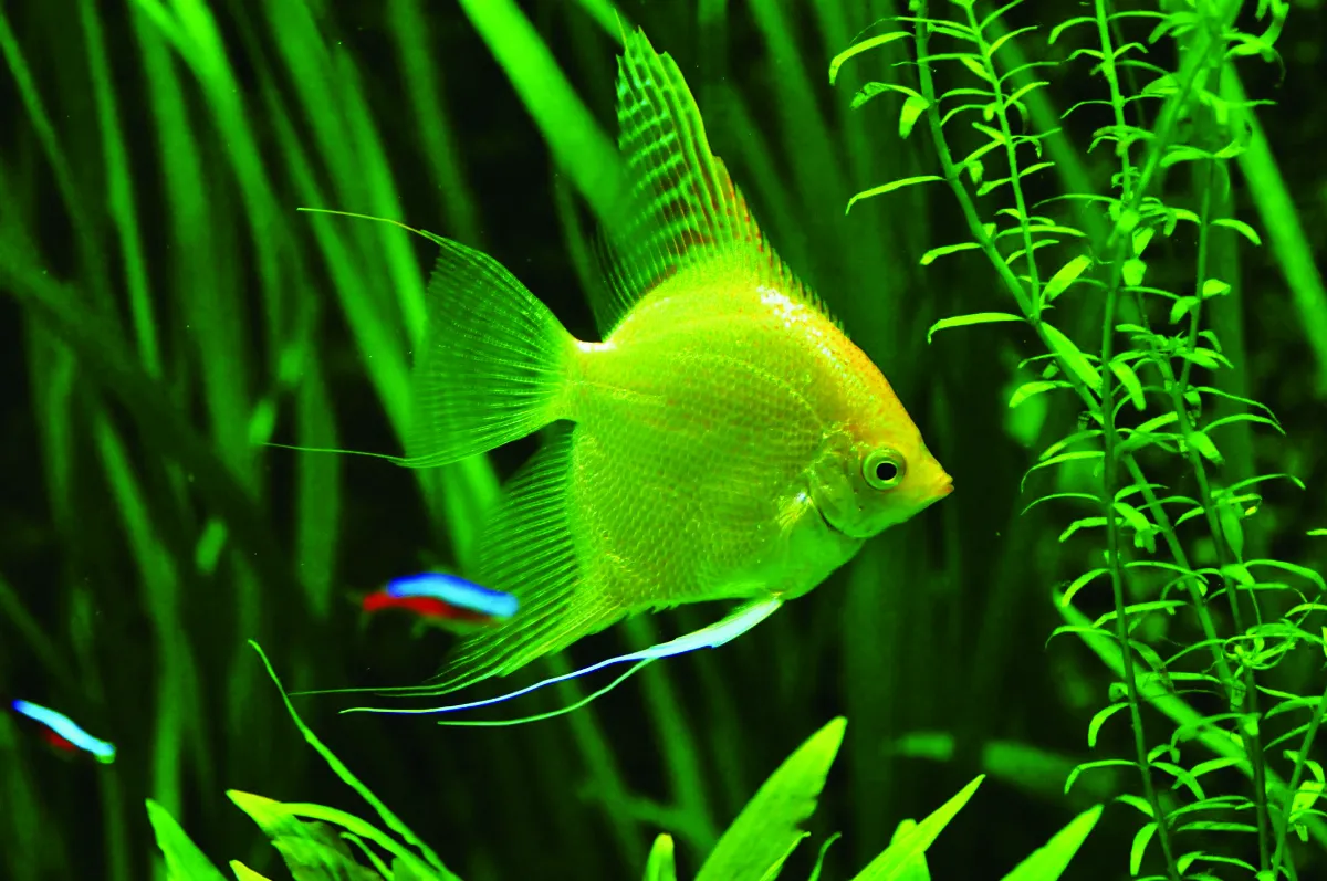 【2025 第十五屆全球華文 文學星雲獎】人間佛教散文參獎—動物靈（上）