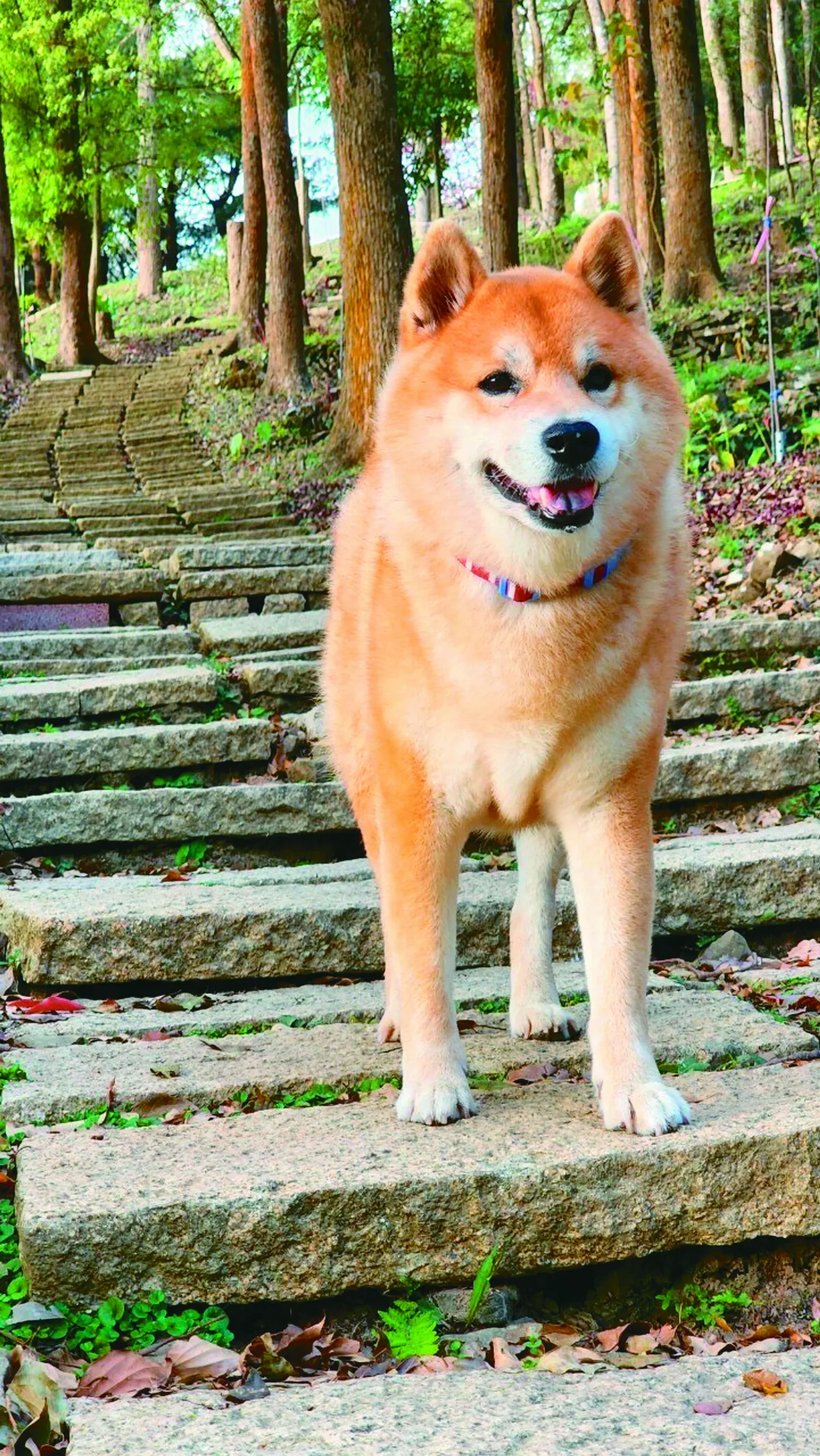 【寵物情緣】我的柴犬寶貝