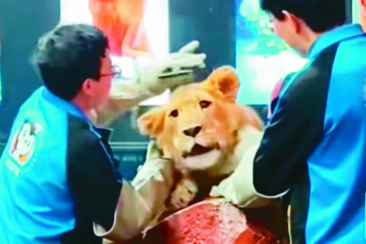 獅子樂享被梳毛 比貓還乖順